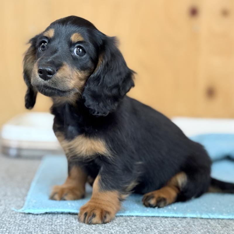 販売中の埼玉県のミニチュアダックスフンド(ロングヘアード)-422541の6枚目