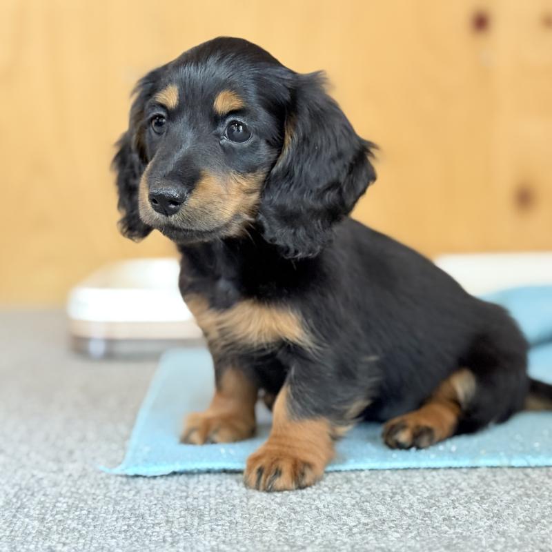 販売中の埼玉県のミニチュアダックスフンド(ロングヘアード)-422541の5枚目