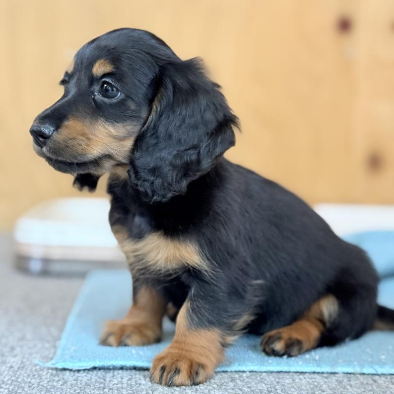 販売中の埼玉県のミニチュアダックスフンド(ロングヘアード)-422541の4枚目