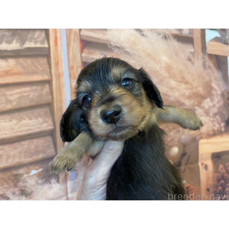 販売中の北海道のミニチュアダックスフンド(ロングヘアード)-423942の6枚目