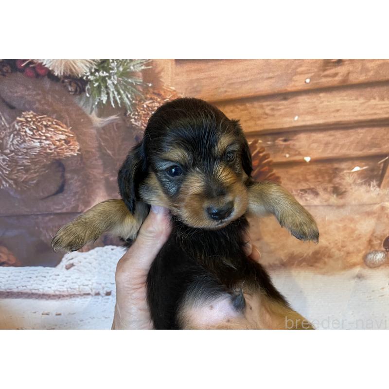 販売中の北海道のミニチュアダックスフンド(ロングヘアード)-423942の5枚目