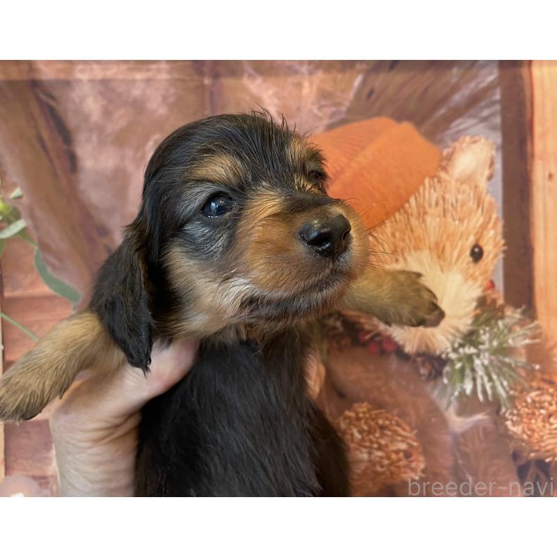販売中の北海道のミニチュアダックスフンド(ロングヘアード)-423942の4枚目