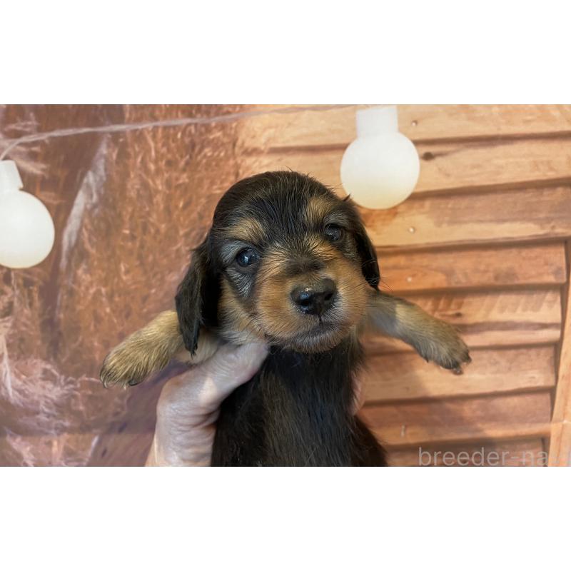 販売中の北海道のミニチュアダックスフンド(ロングヘアード)-423942の3枚目