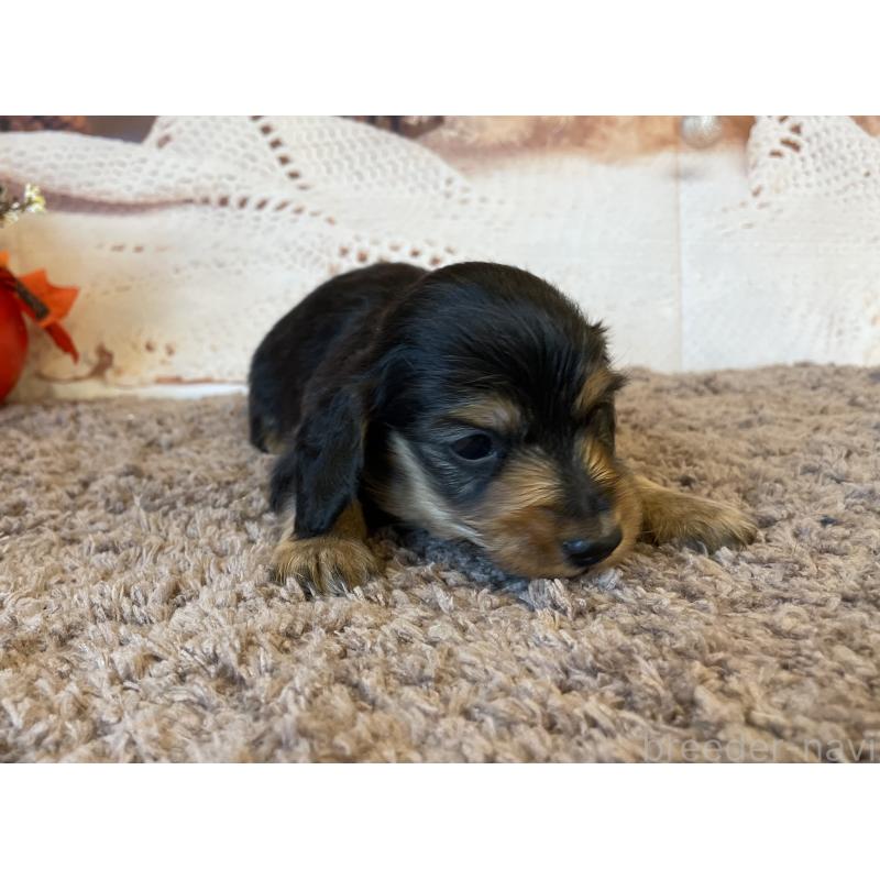 販売中の北海道のミニチュアダックスフンド(ロングヘアード)-423942の2枚目