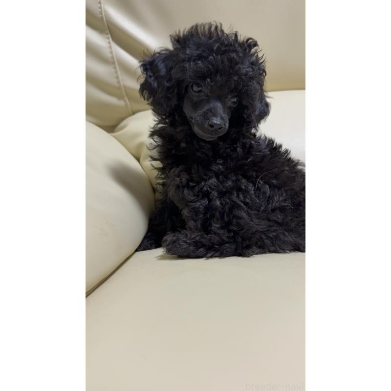 販売中の高知県のトイプードル-417048の5枚目