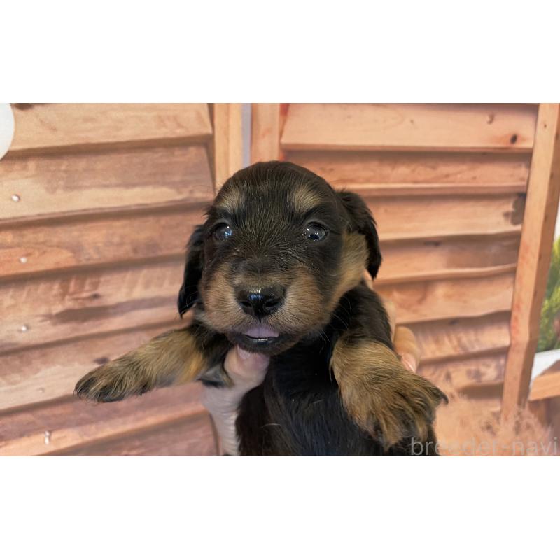 販売中の北海道のミニチュアダックスフンド(ロングヘアード)-423943の6枚目