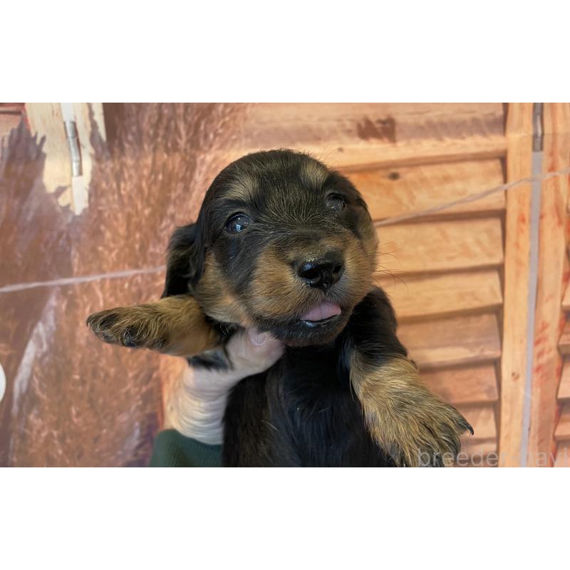 販売中の北海道のミニチュアダックスフンド(ロングヘアード)-423943の5枚目