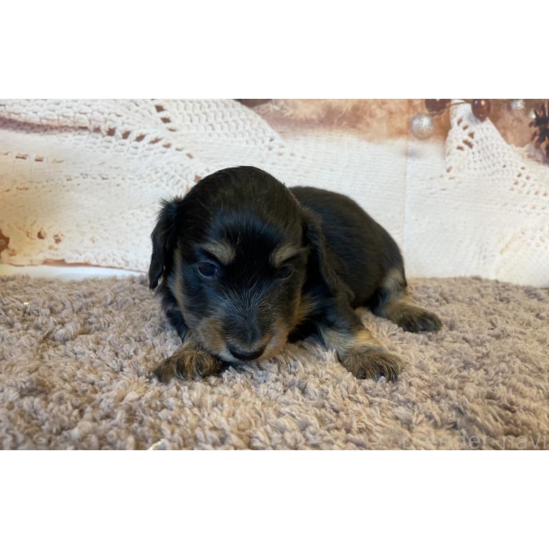 販売中の北海道のミニチュアダックスフンド(ロングヘアード)-423943の4枚目