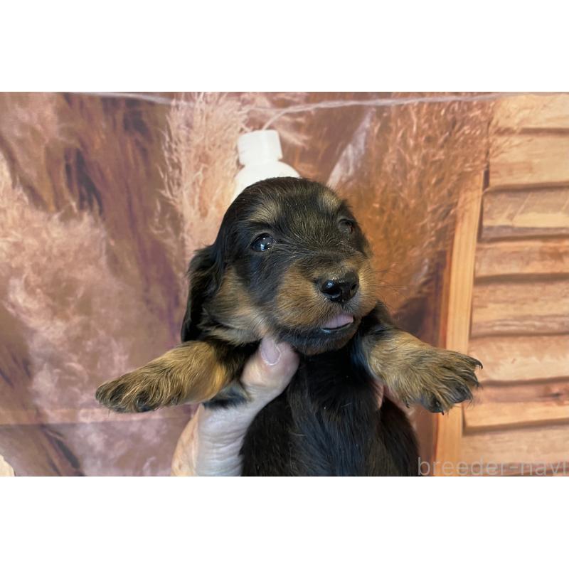 販売中の北海道のミニチュアダックスフンド(ロングヘアード)-423943の3枚目