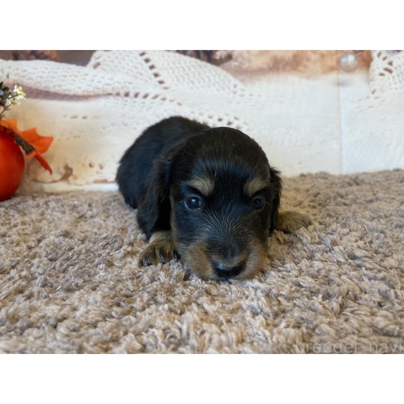 販売中の北海道のミニチュアダックスフンド(ロングヘアード)-423943の2枚目