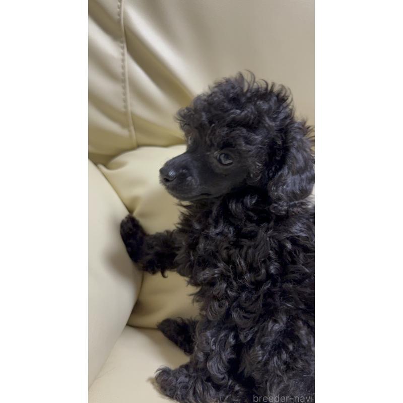 販売中の高知県のトイプードル-417048の2枚目
