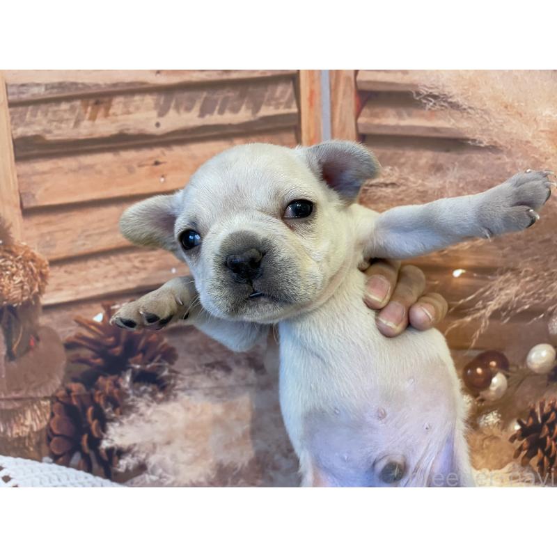 販売中の北海道のフレンチブルドッグ-423944の6枚目