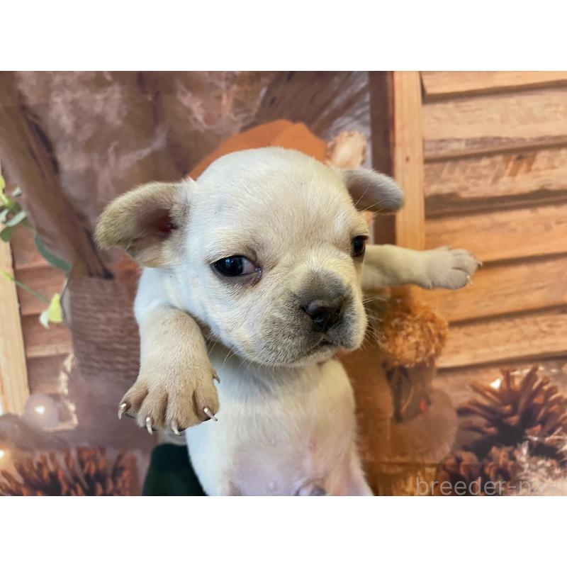 販売中の北海道のフレンチブルドッグ-423944の5枚目