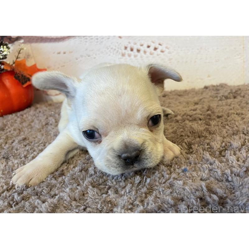 販売中の北海道のフレンチブルドッグ-423944の4枚目