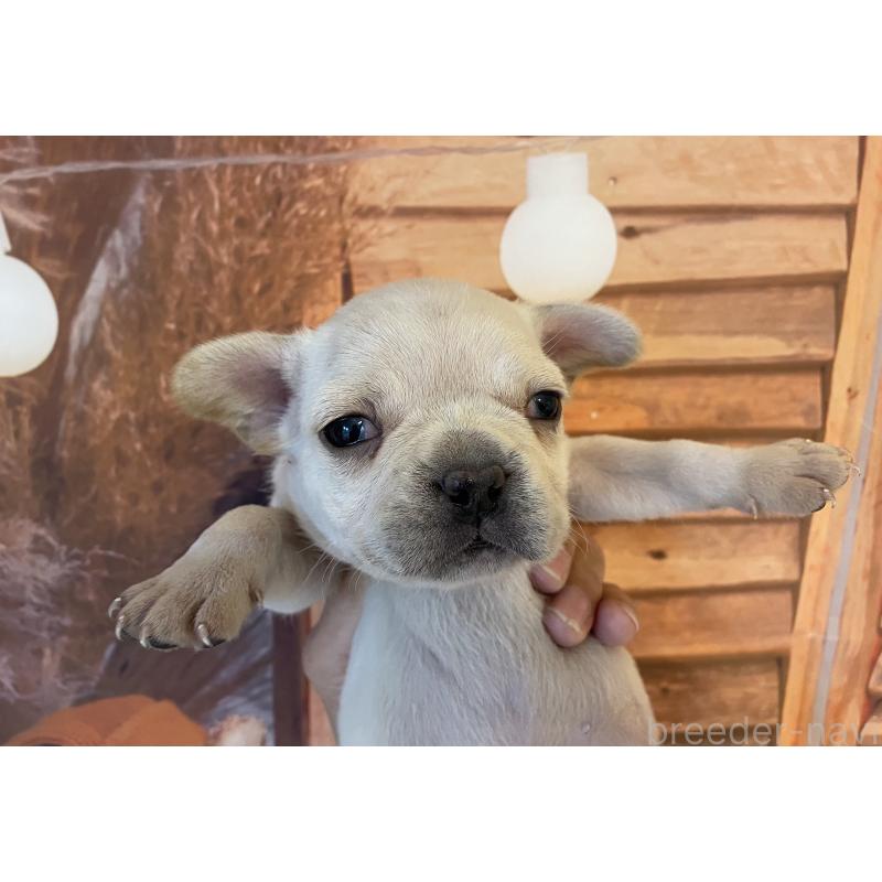 販売中の北海道のフレンチブルドッグ-423944の3枚目