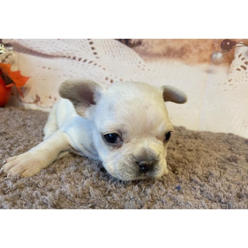 販売中の北海道のフレンチブルドッグ-423944の2枚目