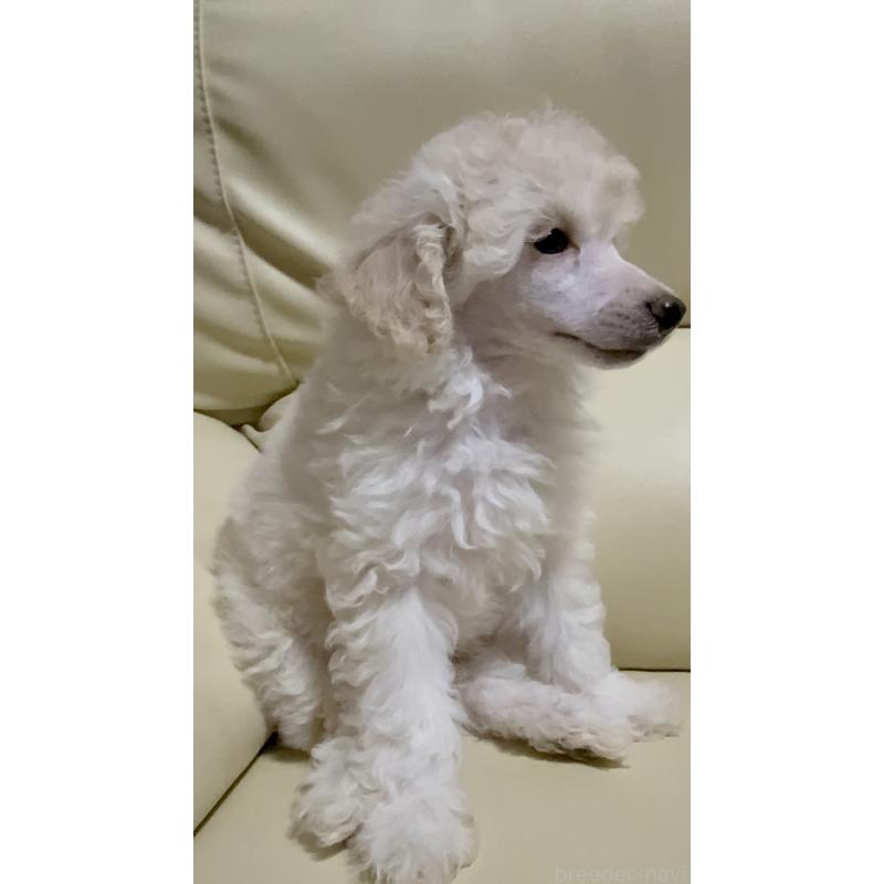 販売中の高知県のトイプードル-417051の4枚目