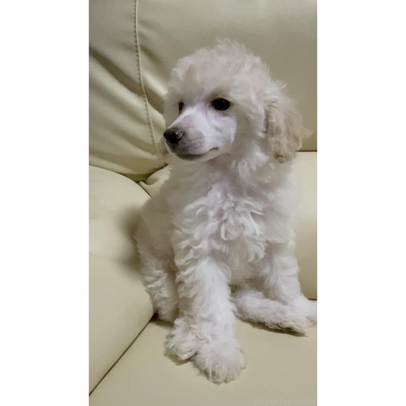 販売中の高知県のトイプードル-417051の3枚目