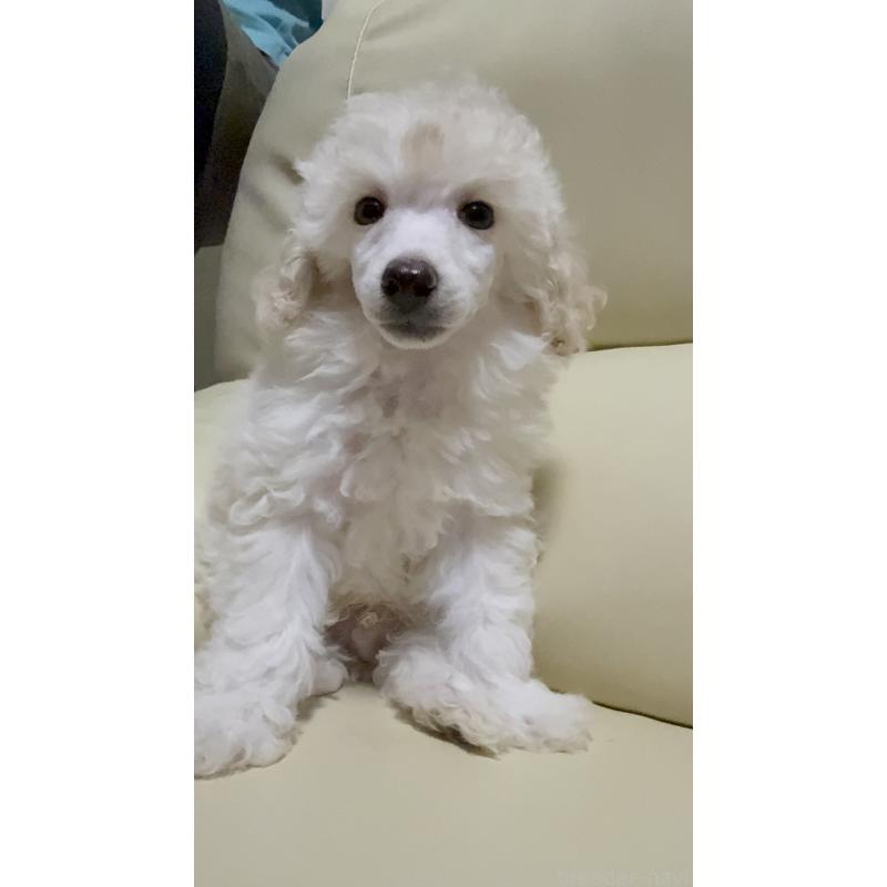 販売中の高知県のトイプードル-417051の2枚目