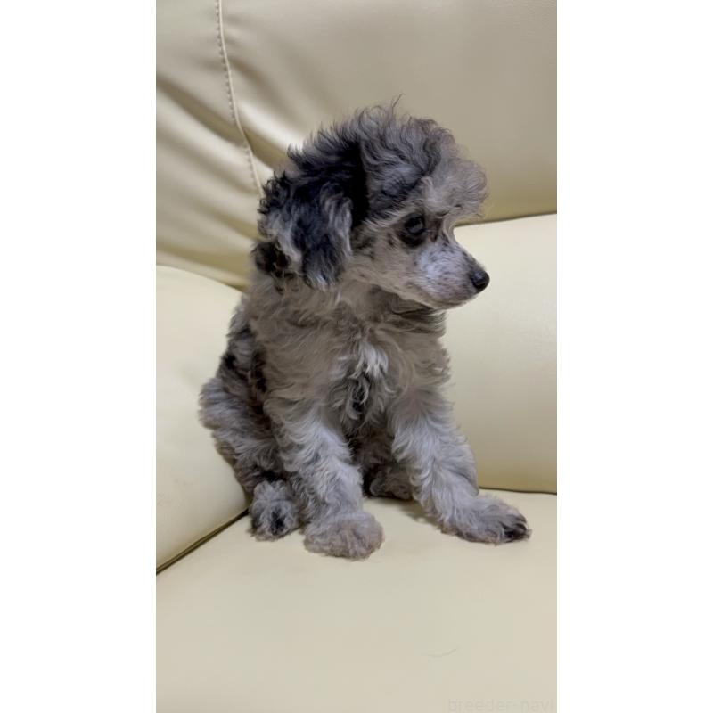 成約済の高知県のトイプードル-417015の5枚目