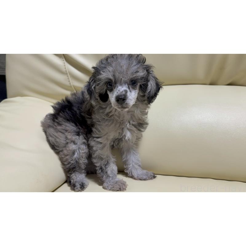 成約済の高知県のトイプードル-417015の4枚目