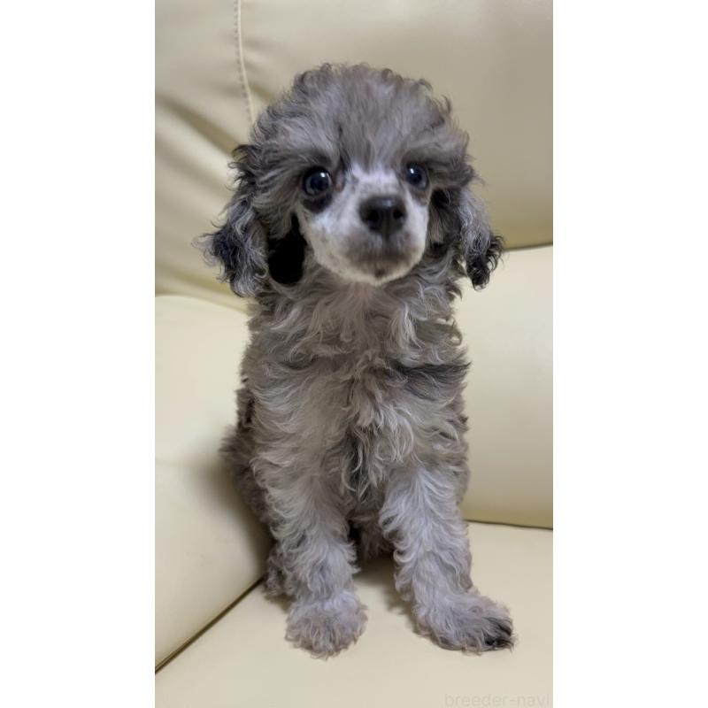 成約済の高知県のトイプードル-417015の3枚目