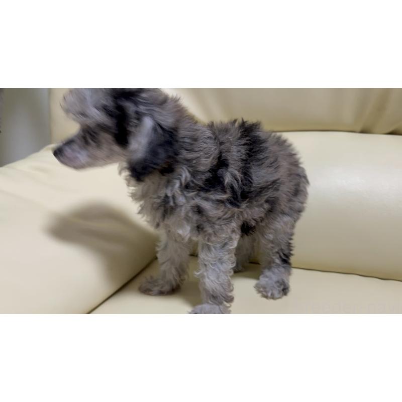 成約済の高知県のトイプードル-417015の2枚目