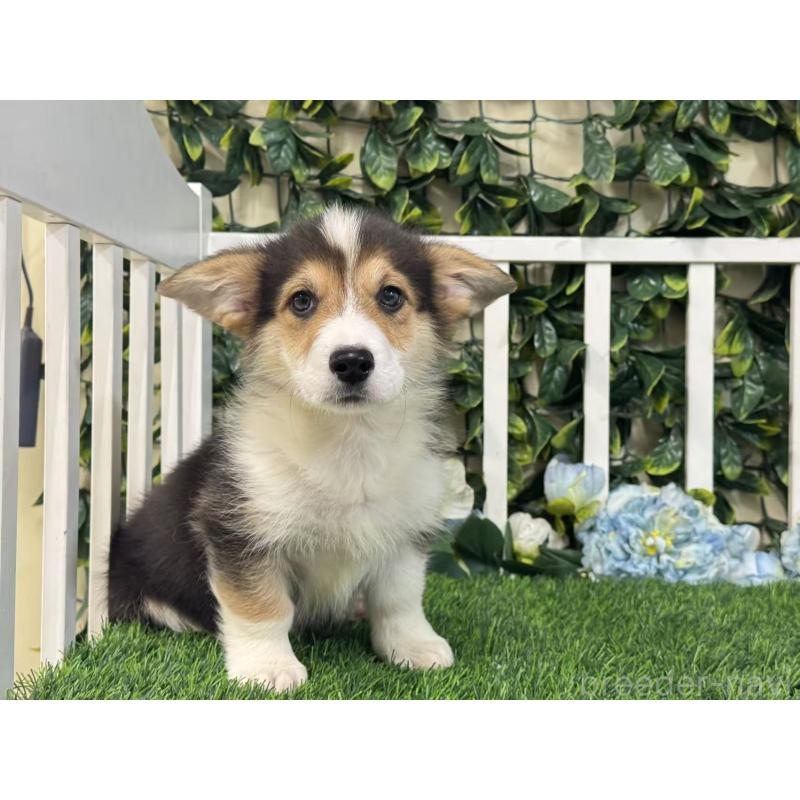 販売中の茨城県のウェルシュコーギーペンブローク-417418の5枚目