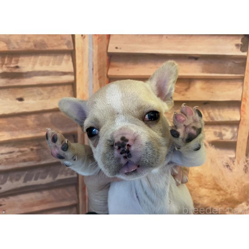 販売中の北海道のフレンチブルドッグ-423945の6枚目