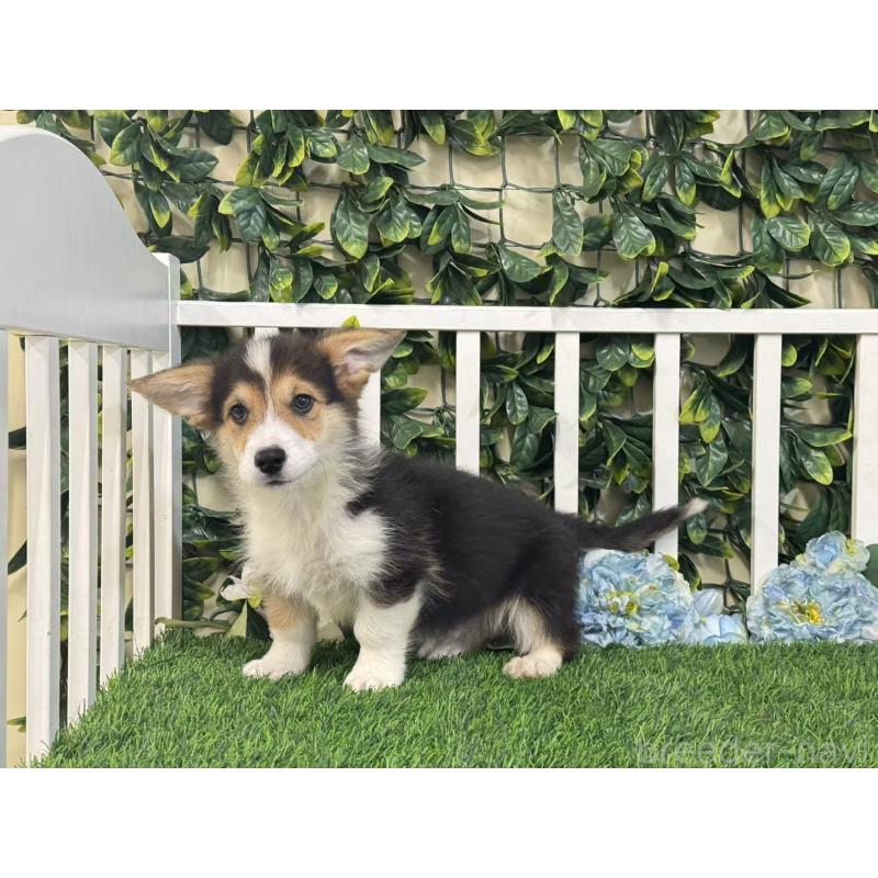 販売中の茨城県のウェルシュコーギーペンブローク-417418の4枚目