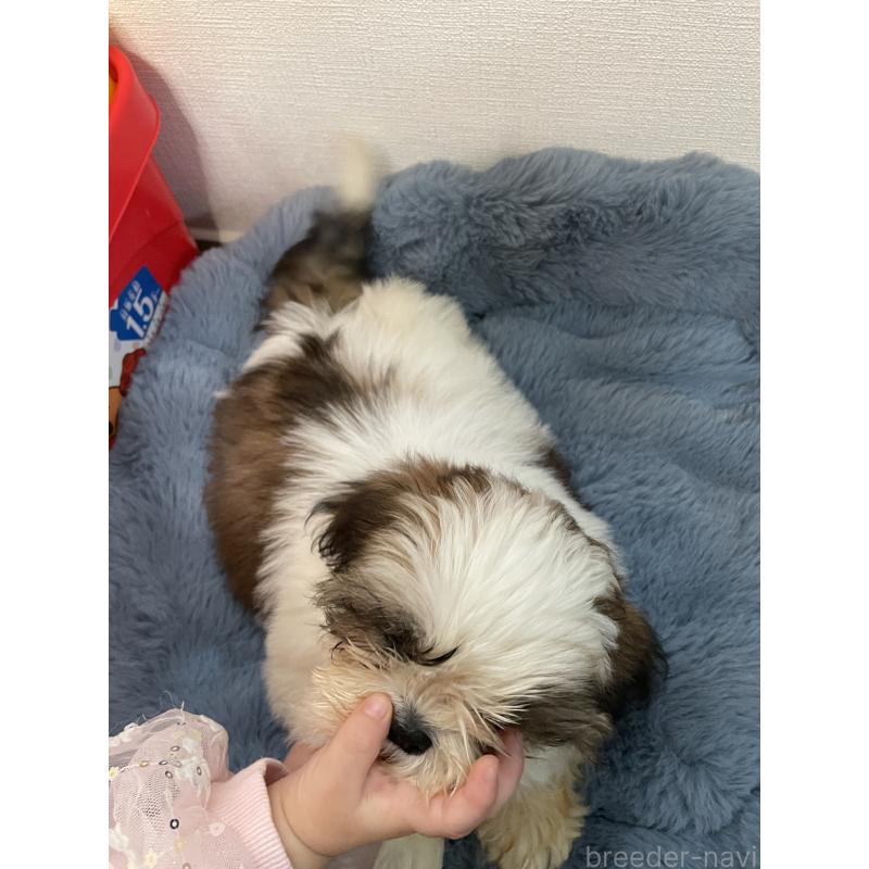 販売中の岐阜県のシーズー-422581の6枚目