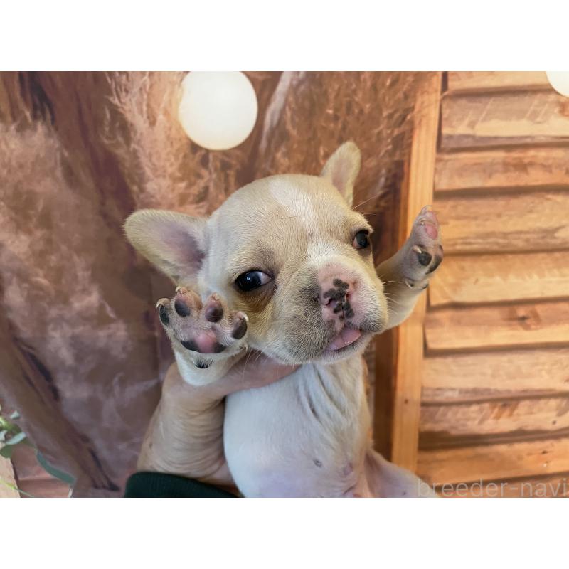 販売中の北海道のフレンチブルドッグ-423945の5枚目