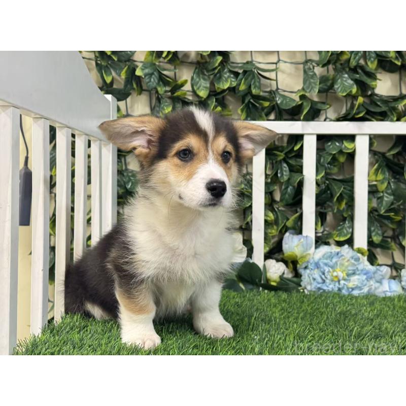 販売中の茨城県のウェルシュコーギーペンブローク-417418の3枚目