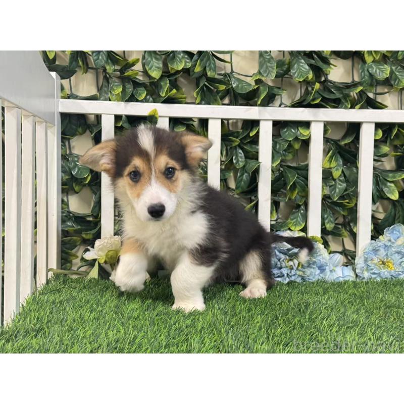 販売中の茨城県のウェルシュコーギーペンブローク-417418の2枚目