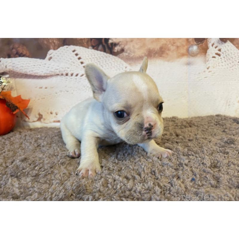 販売中の北海道のフレンチブルドッグ-423945の4枚目