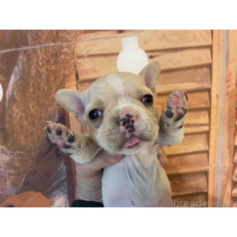 販売中の北海道のフレンチブルドッグ-423945の3枚目