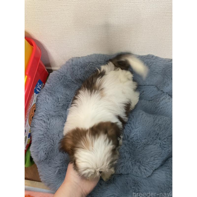 販売中の岐阜県のシーズー-422581の5枚目