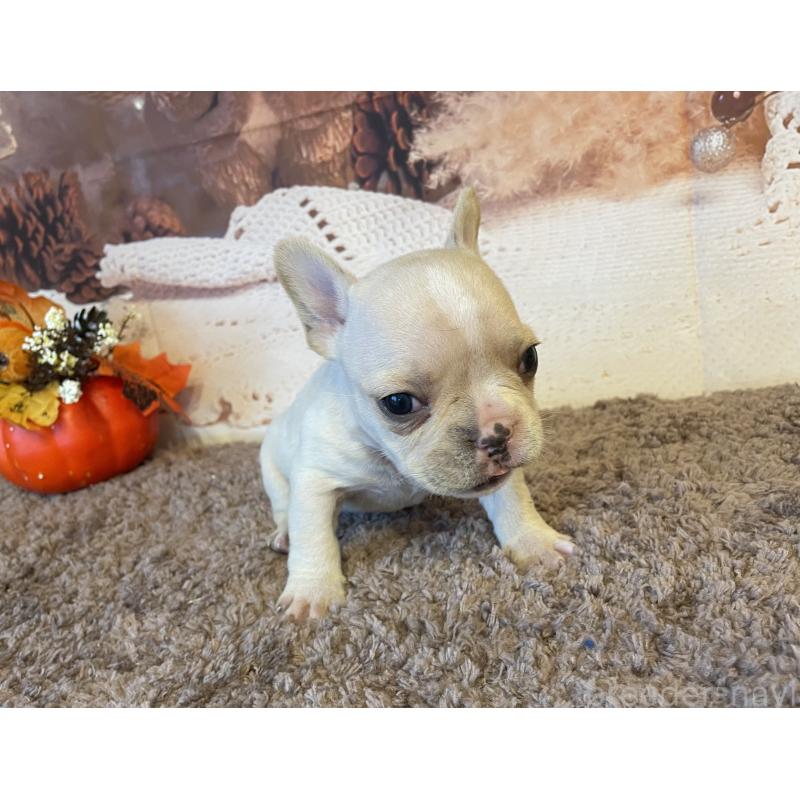 販売中の北海道のフレンチブルドッグ-423945の2枚目