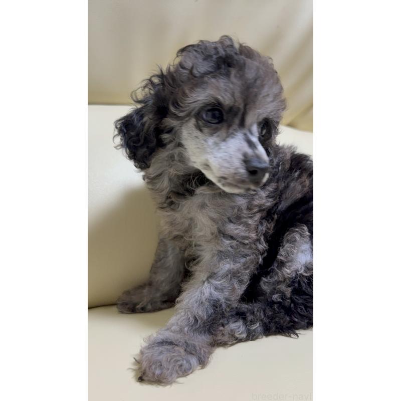 販売中の高知県のトイプードル-417046の6枚目