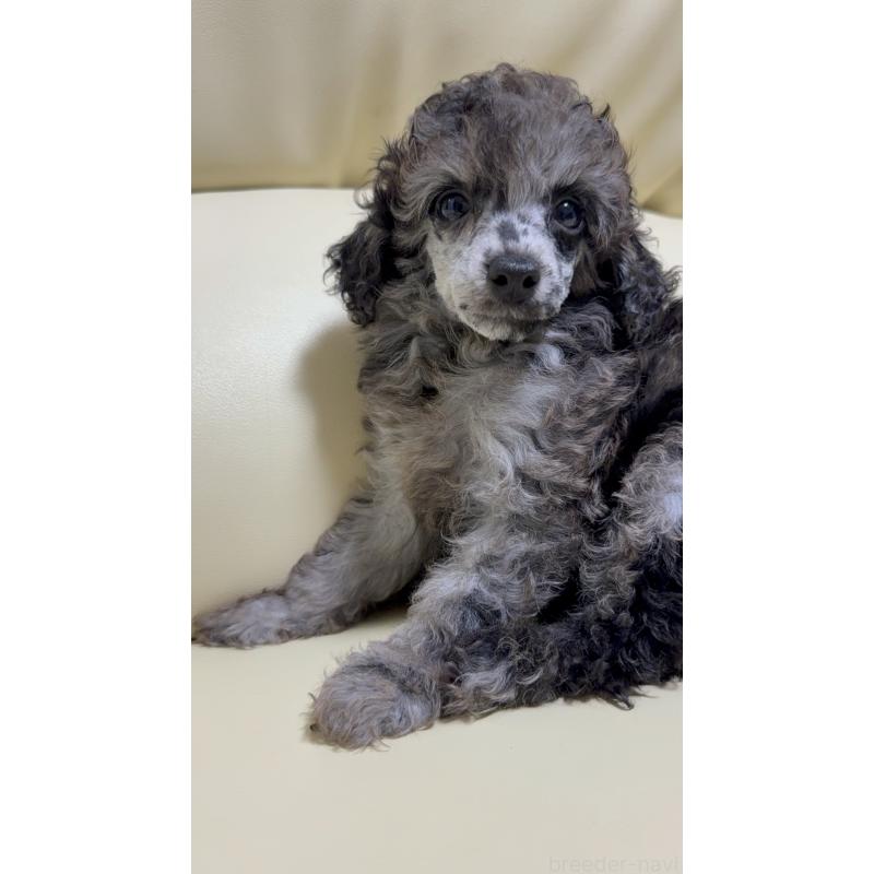 販売中の高知県のトイプードル-417046の5枚目