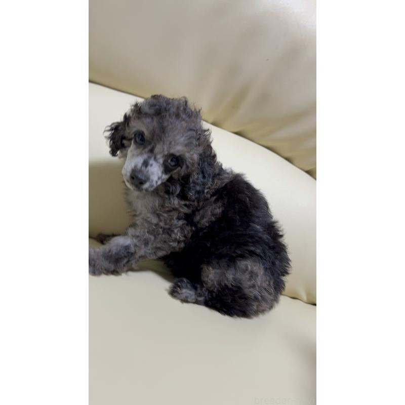 販売中の高知県のトイプードル-417046の4枚目