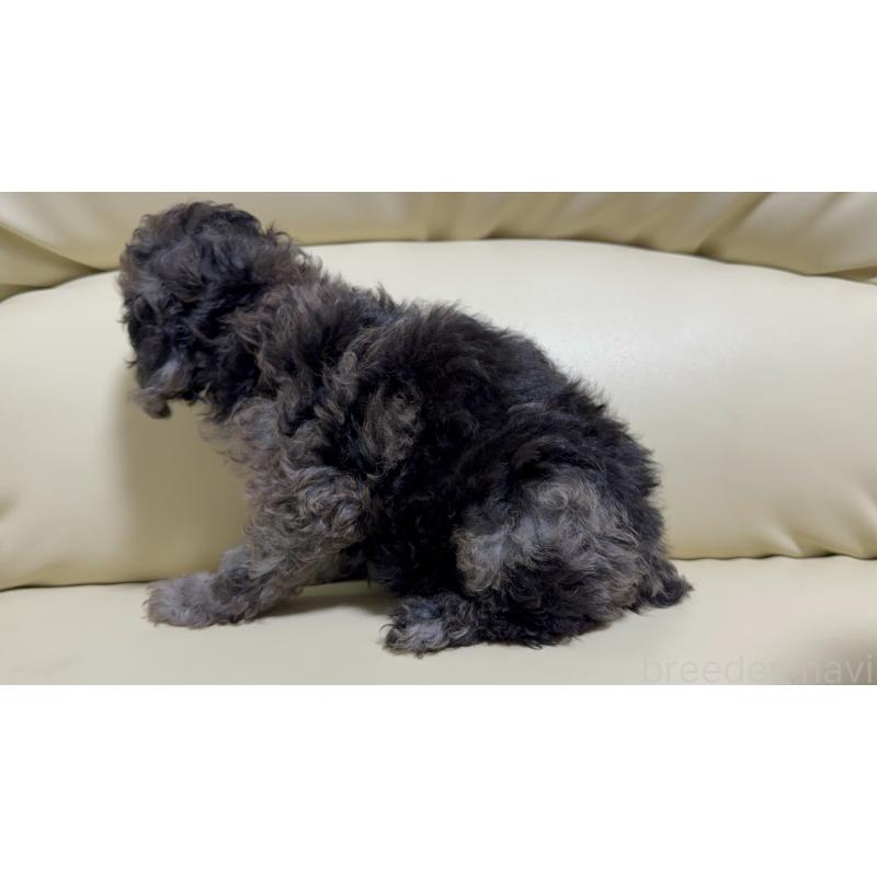 販売中の高知県のトイプードル-417046の3枚目