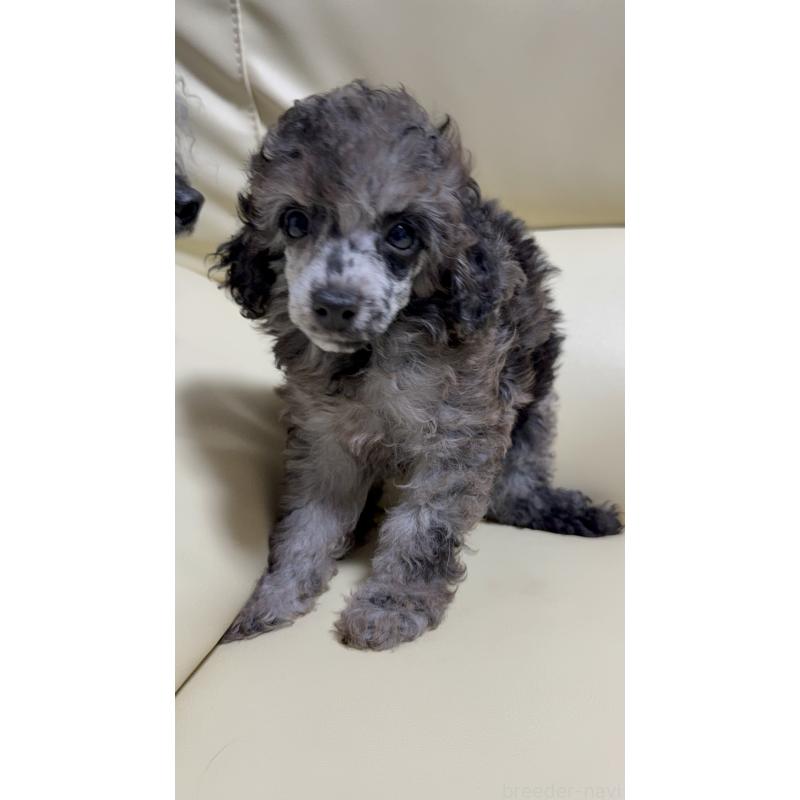 販売中の高知県のトイプードル-417046の2枚目