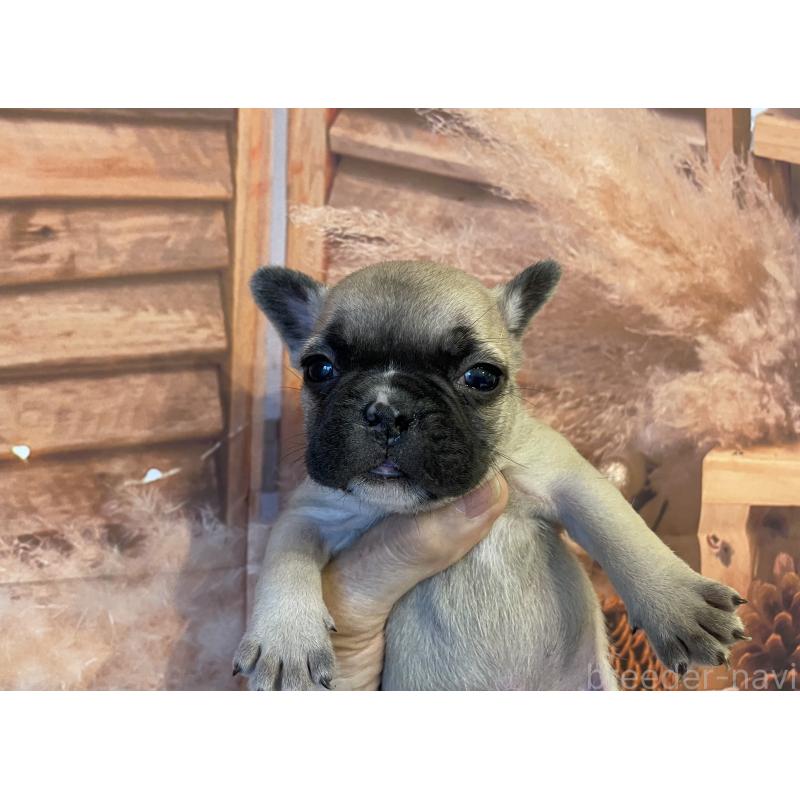 販売中の北海道のフレンチブルドッグ-423946の6枚目