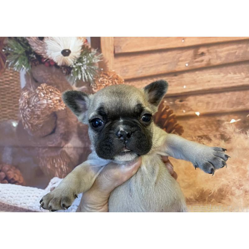 販売中の北海道のフレンチブルドッグ-423946の5枚目