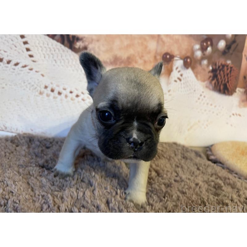販売中の北海道のフレンチブルドッグ-423946の4枚目