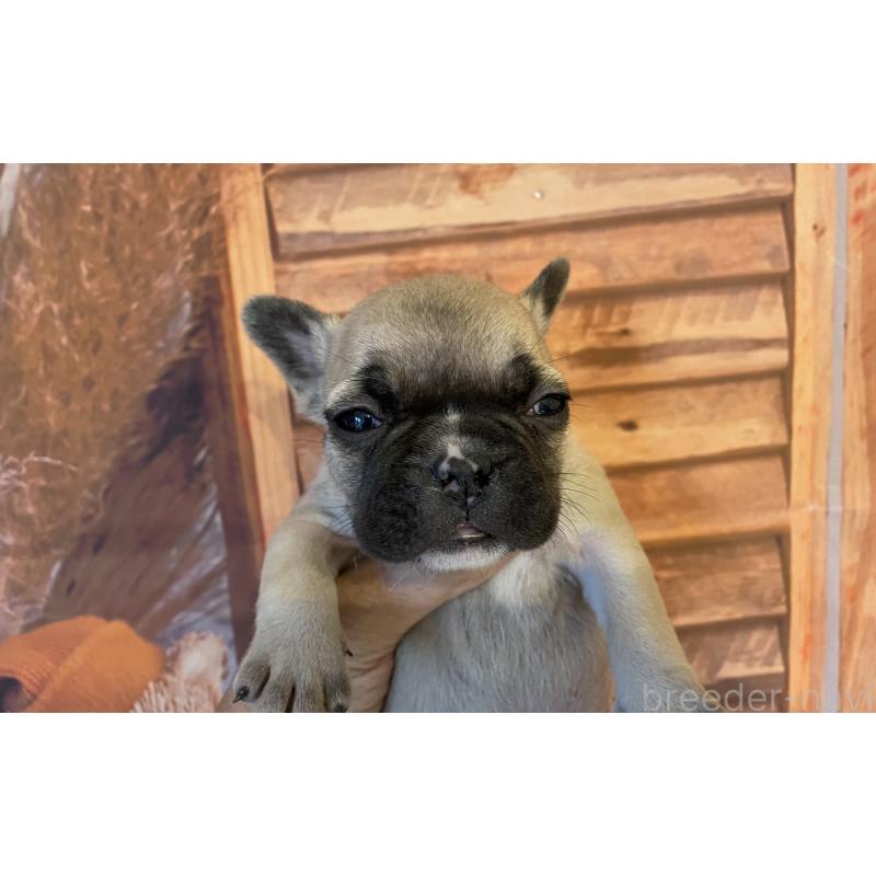 販売中の北海道のフレンチブルドッグ-423946の3枚目
