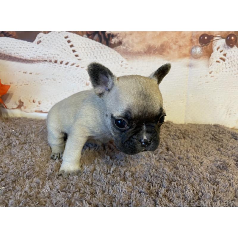 販売中の北海道のフレンチブルドッグ-423946の2枚目