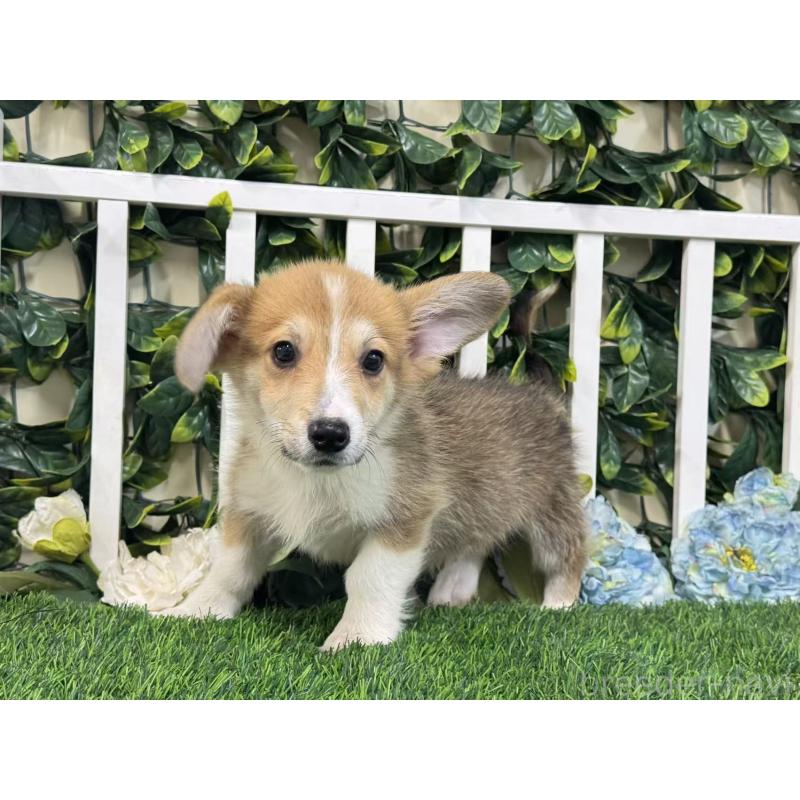 成約済の茨城県のウェルシュコーギーペンブローク-417380の6枚目