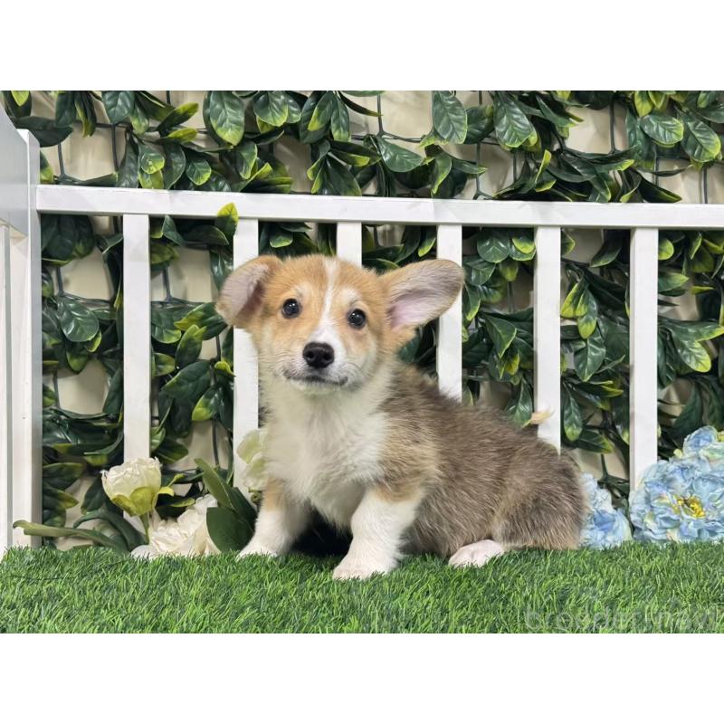 成約済の茨城県のウェルシュコーギーペンブローク-417380の5枚目